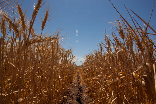 A United Nations panel of scientists says that globally, rising temperatures will make it harder for crops to thrive.