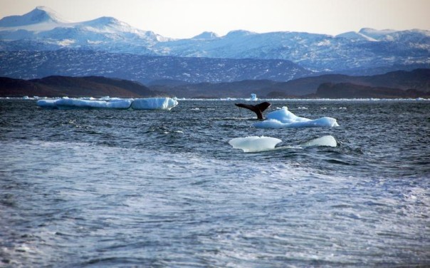 A whale dives into the sea off the coast of Greenland's capital Nuuk, Oct. 17, 2012. REUTERS/Alistair Scrutton