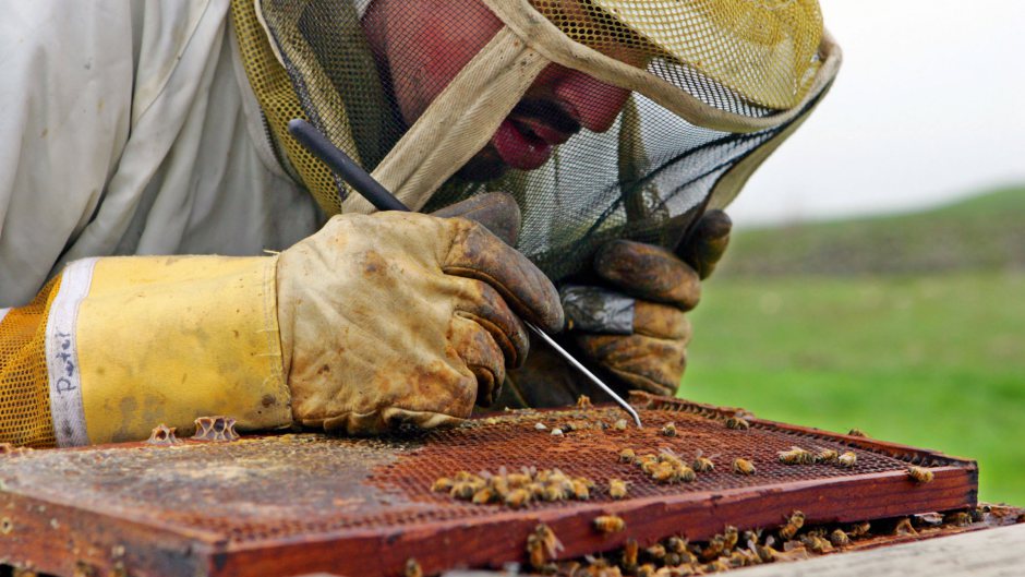 Outlawing a type of insecticides is not a panacea. (AP Photo/Ben Margot) Outlawing a type of insecticides is not a panacea. (AP Photo/Ben Margot)