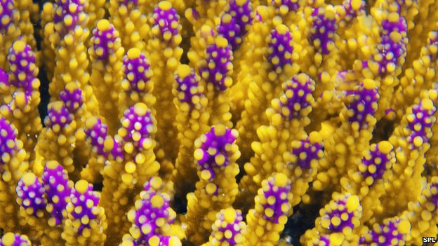 Great barrier reef Corals all over the world are threatened by rising rates of acidification in the oceans