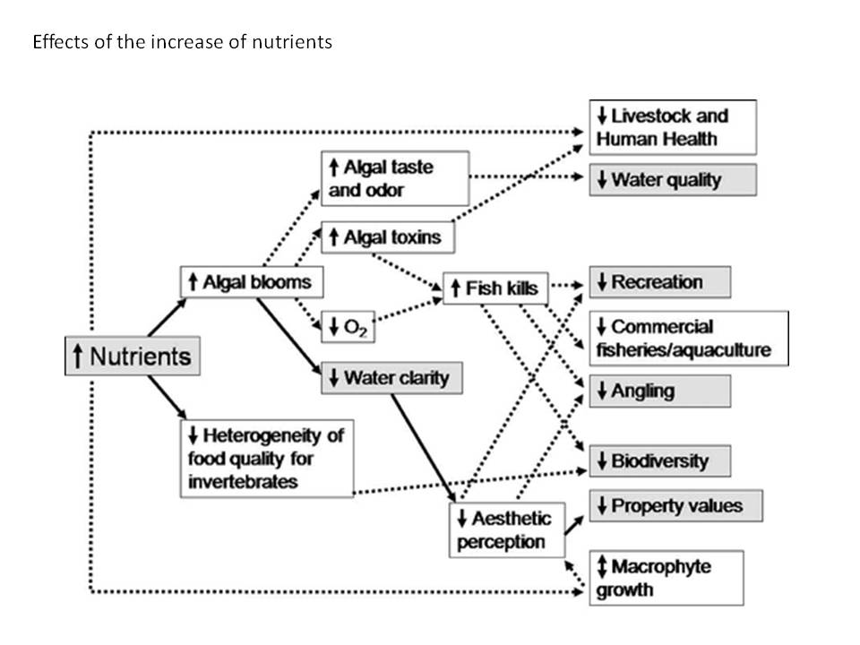 effects of the increase of nutrients effects of the increase of nutrients