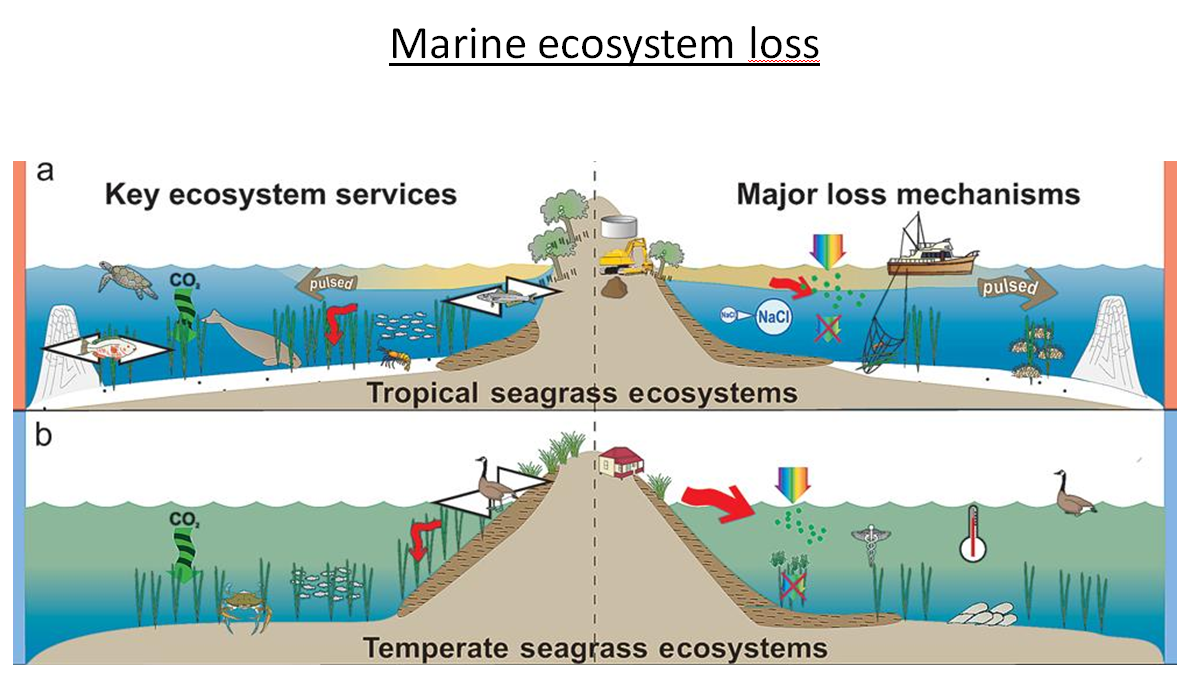 Marine ecosystem loss Marine ecosystem loss