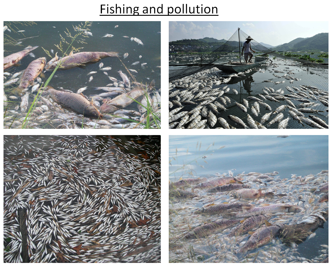 Fishing and pollution Fishing and pollution