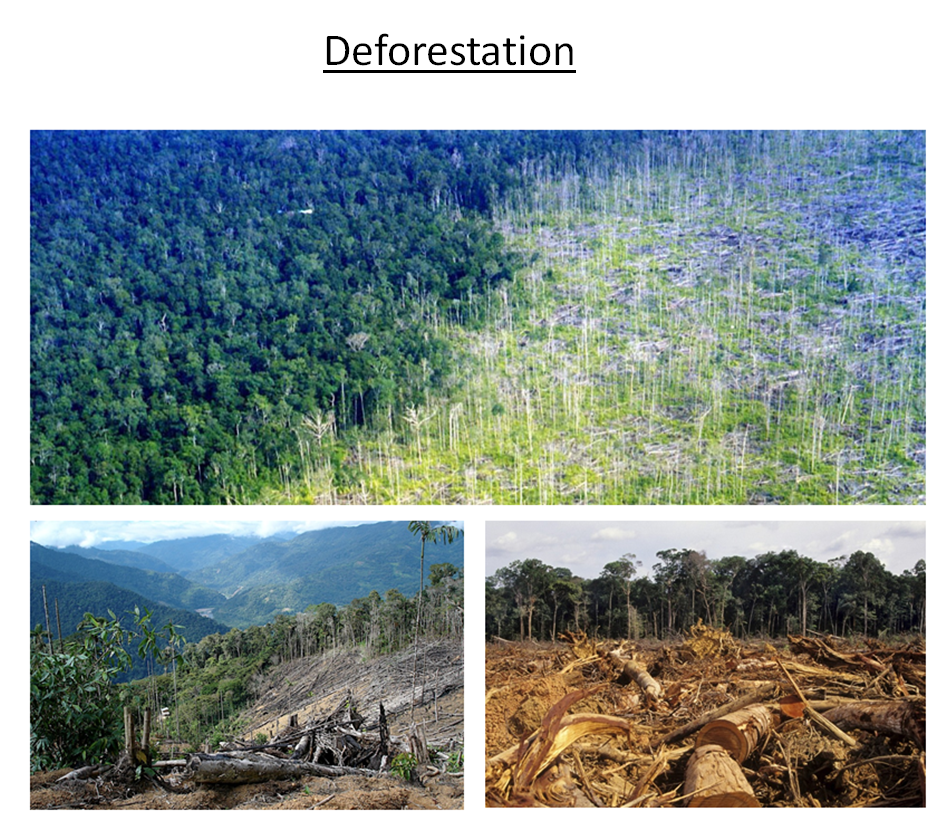 deforestation deforestation