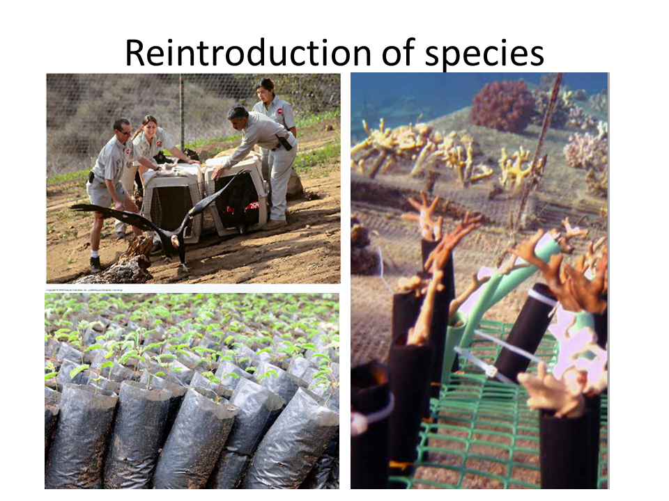 Reintroduction of species Reintroduction of species