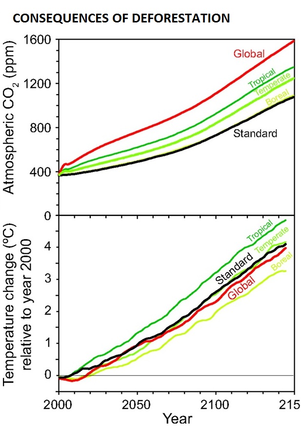 Consequences of the deforestation Consequences of the deforestation