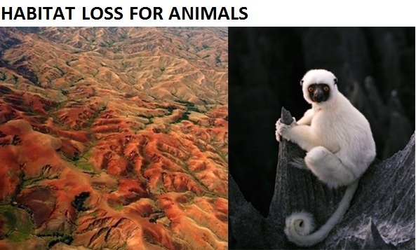 Habitat loss for animal Habitat loss for animal