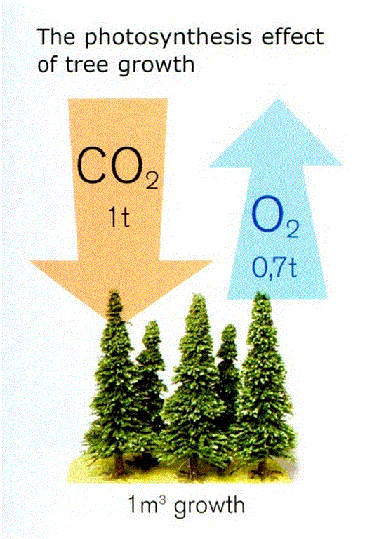 The photosynthesis effect of tree growth The photosynthesis effect of tree growth