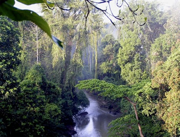 Global Forest Watch Indonesia