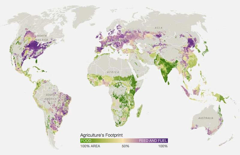 Crops grown for food (green) versus for animal feed and fuel (purple). National Geographic Crops grown for food (green) versus for animal feed and fuel (purple). National Geographic