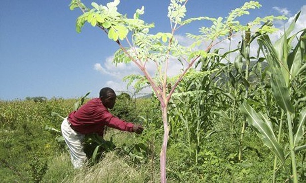 Elius Supreme working next to a 'miracle' moringa tree in Haiti. Photograph: Courtesy TreeForTheFuture Elius Supreme working next to a 'miracle' moringa tree in Haiti. Photograph: Courtesy TreeForTheFuture