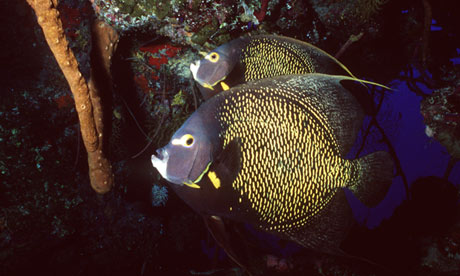 coral-reef-010 coral-reef-010