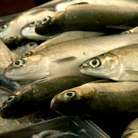 fish fish