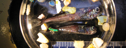 Scripps Study Finds Plastic in Nine Percent of 'Garbage Patch' Fishes Scripps Study Finds Plastic in Nine Percent of 'Garbage Patch' Fishes
