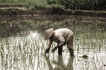 Farmer tending rice paddy. Farmer tending rice paddy.