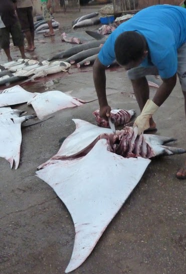 Devil ray having its gill rakers removed at a fishing port in Sri Lanka. The gill rakers of devil rays and closely related mantas are valuable for use in Chinese medicine. Photo: Sonja Fordham
