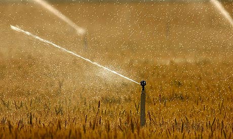 Sprinklers water crops in Bakersfield, California, during a heatwave. Photograph: David McNew/Getty Images David McNew/Getty Sprinklers water crops in Bakersfield, California, during a heatwave. Photograph: David McNew/Getty Images David McNew/Getty